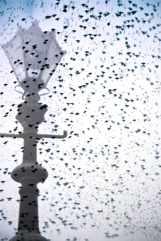 AB (Albert Bridge detail)